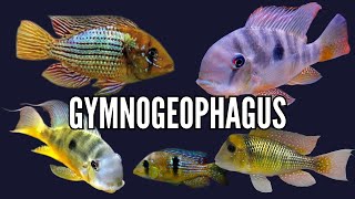 How to Keep Gymnogeophagus Cichlids  Care Guide amp Species Profile [upl. by Aihselat766]