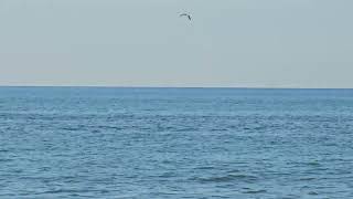 Two whales breaching off Amagansett [upl. by Richmond]