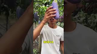 La Nueva Fruta China Se Parece A La Berenjena 😱🍆 [upl. by Katey]