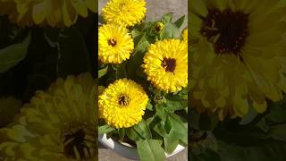 Beautiful Calendula Calendula flowers Shortsfeed shorstvideo shorts [upl. by Oludoet454]