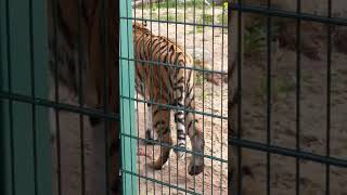 Tiger prowling at Blackpool zoo [upl. by Llib]