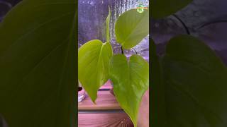 DAY 12  Neon Pothos Propagation pothos thegreenearth plants [upl. by Hanahs]