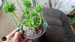 Crassula Tetragona Miniature Pine Tree Care Tips  How To Grow Crassula Tetragona [upl. by Alehc]