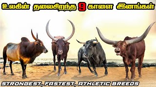 Top 6 Strongest Bull breeds in Tamil  உலகின் தலைசிறந்த தனித்துவமிக்க amp பலம்வாய்ந்த காளை இனங்கள் [upl. by Cristy456]