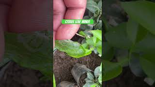 Citrus leaf miner सुन्तलाको पात खन्ने कीरा citrus leafminer serious pest control yield [upl. by Enilekaj]