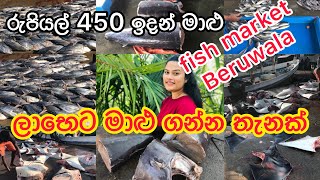 Beruwala Fish Marketදානෙ ගෙදරටමළ ගෙදරට මගුල් ගෙදරට ලාභෙට මාළු ගන්න තැනක්tuna fishing vlog [upl. by Rosaleen]