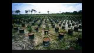 Orangutan Genocide The Palm Oil Crisis [upl. by Clarence]