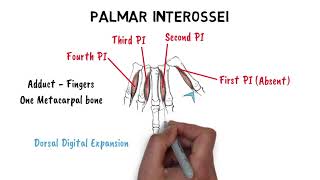 LUMBRICALS amp INTEROSSEI MUSCLES [upl. by Nomzed]