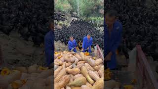 Gà cho người giàu shortsfeed farming shots [upl. by Hughett657]