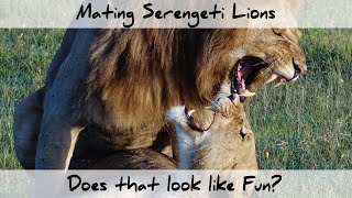 Mating Serengeti Lions  Does THAT look like Fun 4K [upl. by Ahcim]