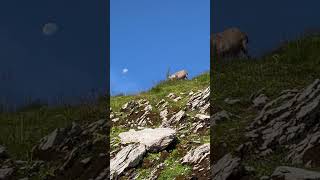 Steinbock mit traumhafter kulisse❤️‍🔥dankbar🙏mein Kanal🫶Bergwelt Schweiz🇨🇭🍀🇨🇭 [upl. by Ike]