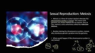 Chapter 161 Inherited Change  Chromosomes and Meiosis [upl. by Aiblis]