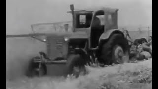 Belarus MTZ5 and Belarus MTZ50 tractors А harvest in Krasnodar Krai 1978 [upl. by Auot284]