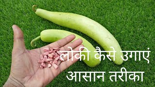 How to grow bottle gourd in container easy way [upl. by Horatius]