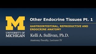 Endocrine System Other Endocrine Tissue  GI [upl. by Matias]