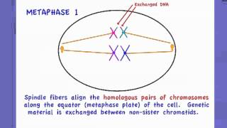 423 Outline the process of Meiosis [upl. by Artened]