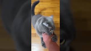 Horror 😧 The cat attacked its owner ong cat ukraine Yusa [upl. by Bennet]