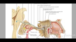 Pterygopalatine ganglion 7 [upl. by Ierdna]