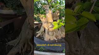 Hasil tempel susu wahong gunung dengan Sancang bonsai bonsaiindonesia shorts [upl. by Neumann]