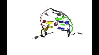 GquadruplexGtriplex transition [upl. by Swihart768]