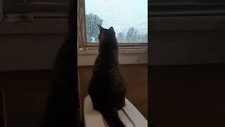 Falling Raindrops So Cute cutecat bentleyourboykitty shortvid [upl. by Nylkaj296]