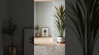 🪴 Tips on Dracena Marginata plant DracaenaMarginata DragonTree IndoorPlants [upl. by Maidel]