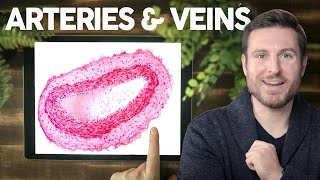 Blood Vessel Histology Explained for Beginners  Corporis [upl. by Ennalorac697]