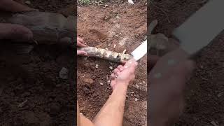 how to attract earthworms lets testfelipegandin lifehack test tips dicas ciencias [upl. by Ecirual958]