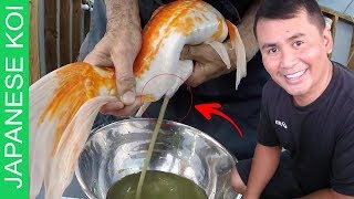 16 DIY STEPS  Breeding japanese koi made easy  complete step by step tutorial [upl. by Janene]