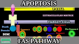 FAS Pathway Of Apoptosis  Extrinsic Pathway Of Apoptosis  Programmed Cell Death  Apoptosis [upl. by Ynabla]