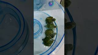 Tortuguitas bebes 😍 shorts viral video [upl. by Nivan]