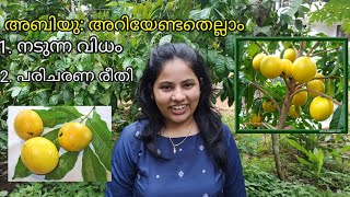 അബിയു അറിയേണ്ടതെല്ലാം  Abiu Fruit Malayalam [upl. by Alletse654]