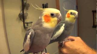 Talking Cockatiel quotPretty Birdquot Conversation [upl. by Ridgley]