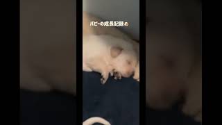 成長記録1ヶ月 1 month puppies いぬ puppy 犬 犬のいる暮らし  犬のいる生活 dog puppylife いぬのいる生活 犬好き doglover [upl. by Odrawde]