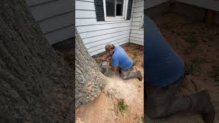 A 200 Year Old Giant Tree Vs A Small Chainsaw [upl. by Toinette]