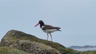 Oystercatcher birds Brighton Beach Brooklyn New York July 2024 [upl. by Enelyak365]