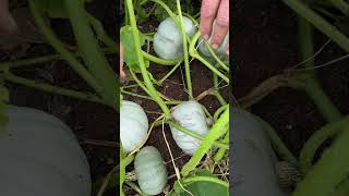 Winter Squash leaf mildew and are they ripe [upl. by Nnaerb]