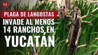 Plaga de langostas invade al menos 14 ranchos en Yucatán [upl. by Gaillard]