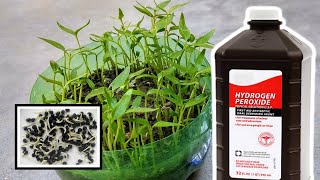 Hydrogen Peroxide and Perlite For Plants Germination Benefits [upl. by Lannie]