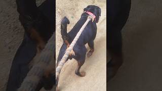 Rottweiler को बाहर घुमाने ले गया  Shorts dog dogs [upl. by Nyret]