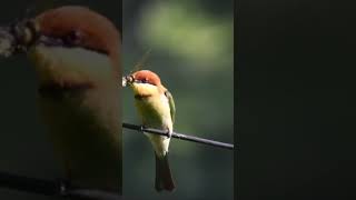 Chestnut headed bee eater  Valparaianamalai tiger reserve [upl. by Macguiness759]