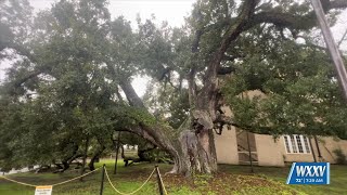 Meggan Monday The Friendship Oak [upl. by Johnstone709]