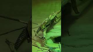 Leptiens spinytailed lizardUromastyxDesertWildlife Conservationcolour full 🦎 [upl. by Adiela410]