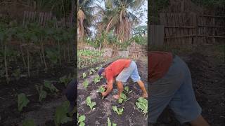 PLANTANDO UM CANTEIRO DE COUVE EM MINHA HORTA shorts [upl. by Naahsar]