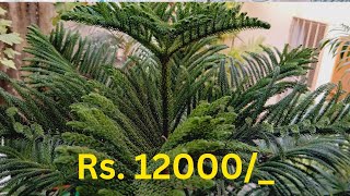 Arrow Carrier TreeARAUCARIA Plant Tree Available  CHRISTMAS TREE  12000 For Sell 03132456402 [upl. by Nek]