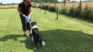 117 Apporteren kun je leren Your dog how to fetch subtitled [upl. by Tallbot]