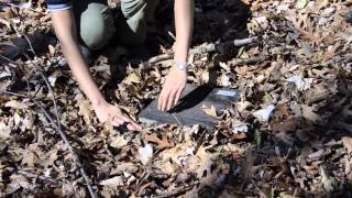 Eastern Red backed Salamander Monitoring [upl. by Notac]