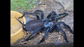 THE GIANT JAPANESE FUNNEL WEB PROJECT [upl. by Kilroy529]