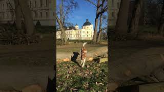 Epagneul Breton Brittany Spaniel SUMMONED DOG [upl. by Pellikka]