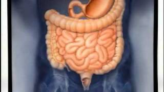 Introduction to Gastroenterology [upl. by Eenehs]